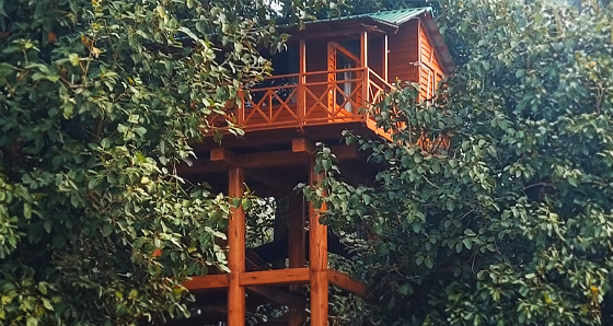 Luxury Canopy Tree Houses