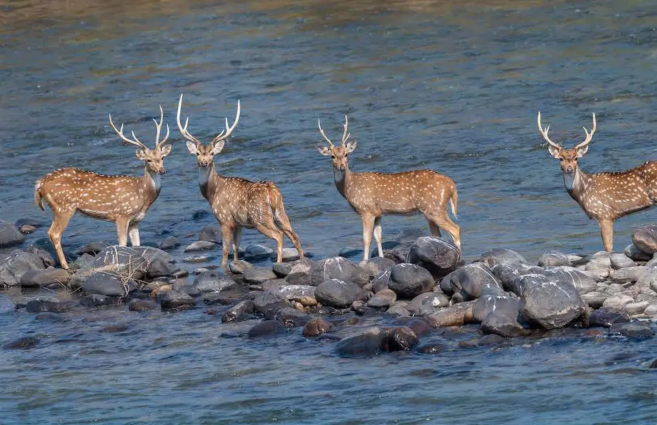 Corbett Adventure Activities - Places to Visit in Jim Corbett National Park - Gola Holidays - Slide 6