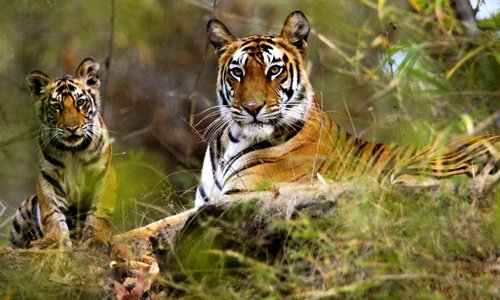 Corbett Adventure Activities - Places to Visit in Jim Corbett National Park - Gola Holidays - Slide 4
