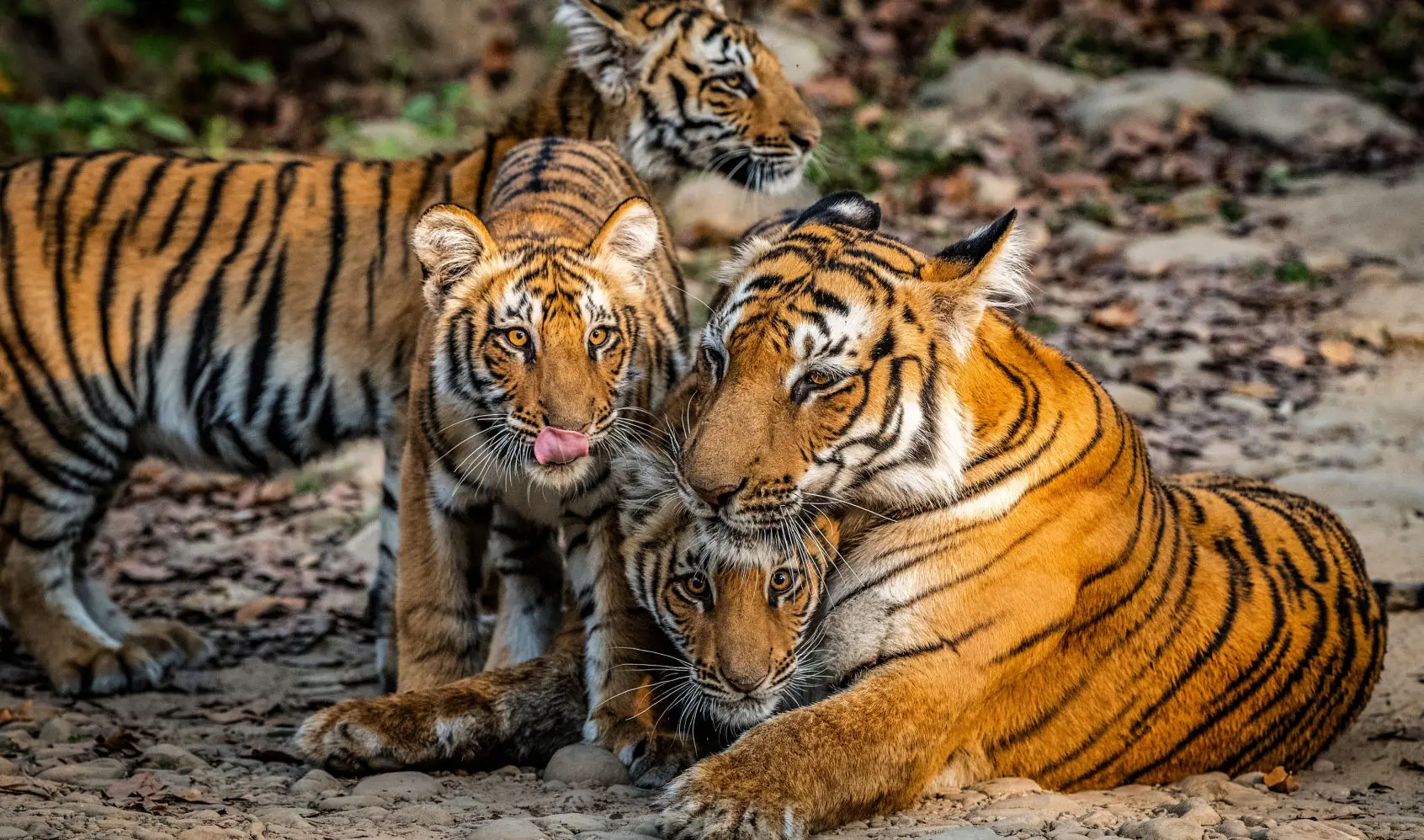 Corbett Adventure Activities - Places to Visit in Jim Corbett National Park - Gola Holidays - Slide 3